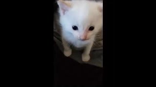 Hi Herbert, But Its A Memeception