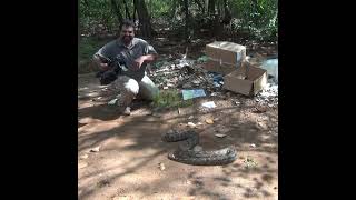 Python Attacks The Videographer | Python がビデオ撮影者を攻撃 | Reptiles | Wildlife |  Animals #Shorts