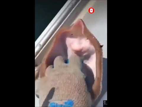    مشهد لن يتكرر ابتسامة سمكة الراي