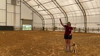 Chickadee AKC Virtual Rally Novice Course 5