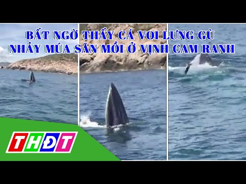 Video Bất ngờ thấy cá voi lưng gù săn mồi ở Vịnh Cam Ranh |... - youtube