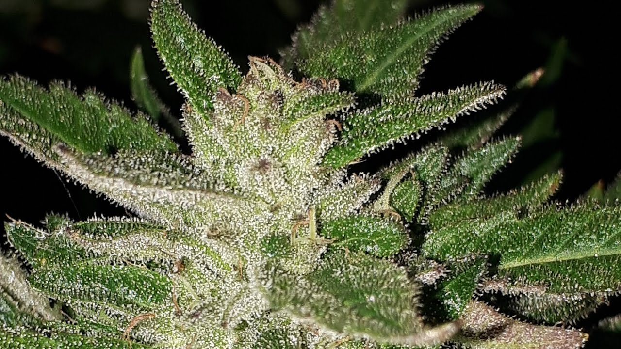 2025 - OUTDOOR GROW - HARVEST