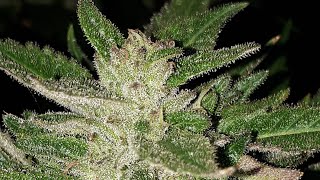 2025 - OUTDOOR GROW - HARVEST