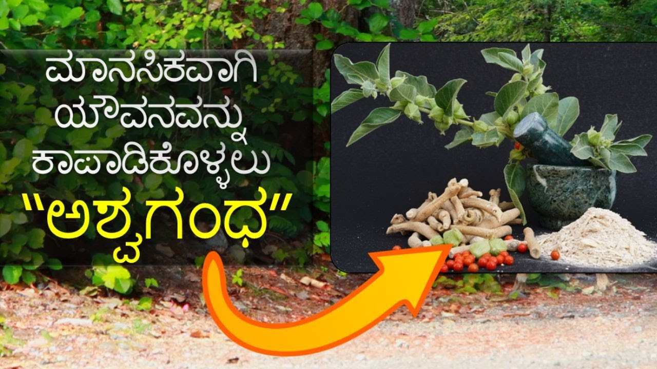 ಅಶ್ವಗಂಧ7 benefits of ashwagandha Ayurveda tips in kannada medicinal
