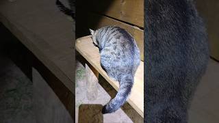 GATO FOFO DIA 02/01