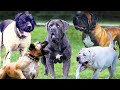 Types of Boerboel Colors and their Roles | Colors of Boerboel