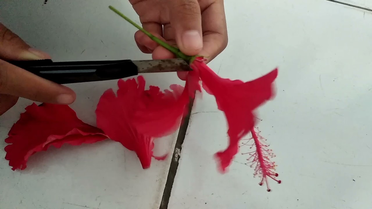 Praktikum IPA SD : Mengamati Struktur Bunga Sepatu - YouTube