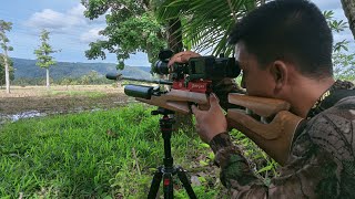 CRAZY THE IMPACT SOUND || BLACK LAVA 14.20Gr 1100Fps EXPLODES || Hunting for Turtle Doves Special...