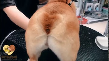 [Grooming] Tạo Hình Mông Trái Tim Cho Cún Corgi tại Petsaigon