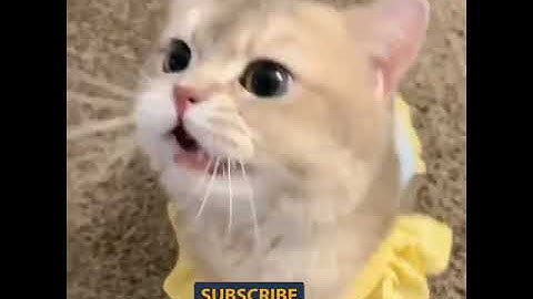 Cute Cat Funny Video 😍