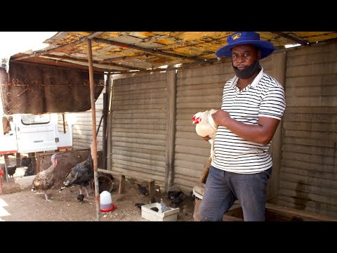 Indigenous Chicken Business: The Dynamics Explained!