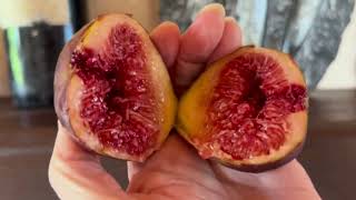 видео: Ficus Carica. Figs. Инжир во Франции на 28.08.25 Сорта GRdR, Cul Noir, Hector All Seasons, Osborn Pr картинка: Ficus Carica. Figs. Инжир во Франции на 28.08.25 Сорта GRdR, Cul Noir, Hector All Seasons, Osborn Pr
