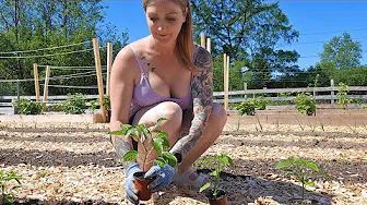 Planting Our Homestead Garden From Scratch | Seeds, Strawberries & Transplants Over 4 Weeks