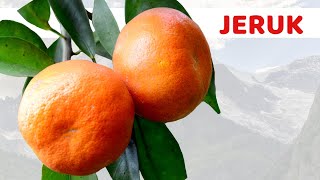 Makan 1 Jeruk Di Malam Hari Apakah Ini Untuk Tubuh Anda Apa Manfaat Jeruk?