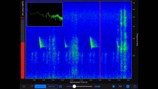 Ultrasonic Analyzer - Bat Recording
