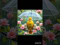 beautiful ❤️ birds #birds #virtual #viral #nature #birdtypes #amazing nature