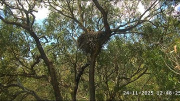 很遗憾地告诉大家，离巢的二毛已出意外，死在对面的建筑工地上