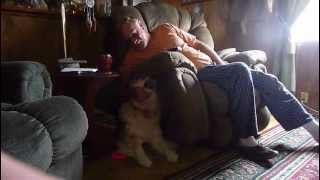 Talking Wolf Dog Tala