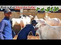 Bakra eid shoq ka 1 or safar   mb vlogs