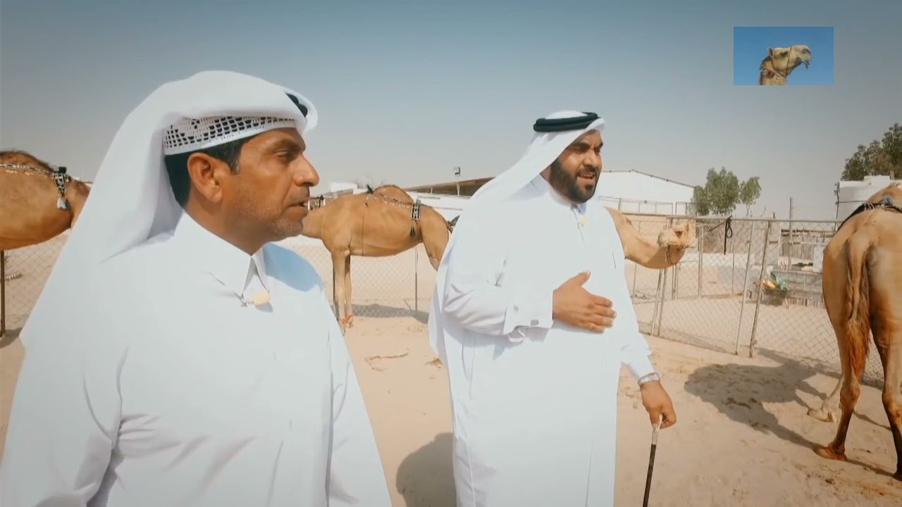 الأصايل الباطنية في قطر🐪👋👋🐪👋