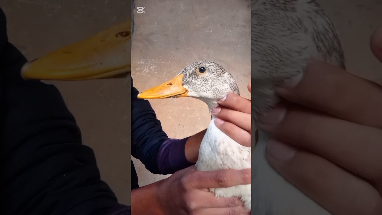 Ducks Male or female ki pehchan🦆