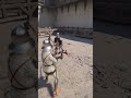 Half Sword - 2 strike fight #duel #dueling #medievalduel #swordduel