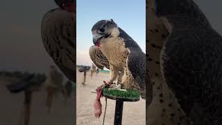 Falcon Hunt Gone Brutal 😳#Falcon #Predator #Wild