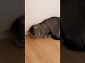 病院前の猫 #ねこチャックの日常 #cat #三毛猫 #猫 #猫好きさんと繋がりたい #子ネコ #ねこ