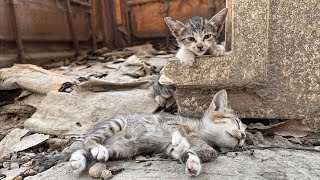 Two skinny hungry kittens under the truck, what will happen if the car drives away