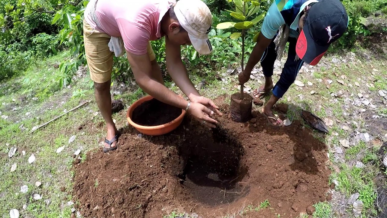 नवीन काजूची रोप कशी लावायची | कोंकण | new cashew tree | konkan vlog | marathi vlog