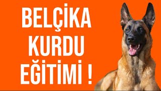 Köpek Eğitiminde Püf Noktalar! Belçika Kurdu - Belçika Çoban Köpeği Özellikleri