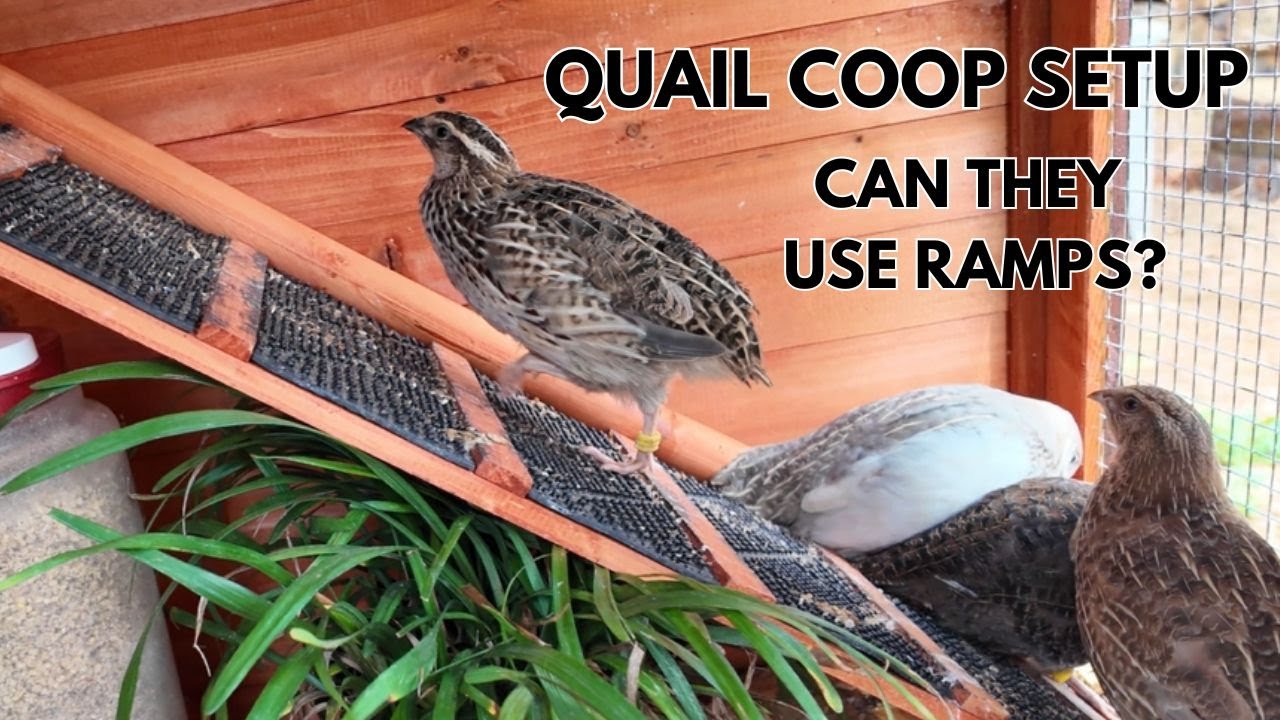 My Quail Coop Setup | Can Quail Go Up Ramps? - YouTube