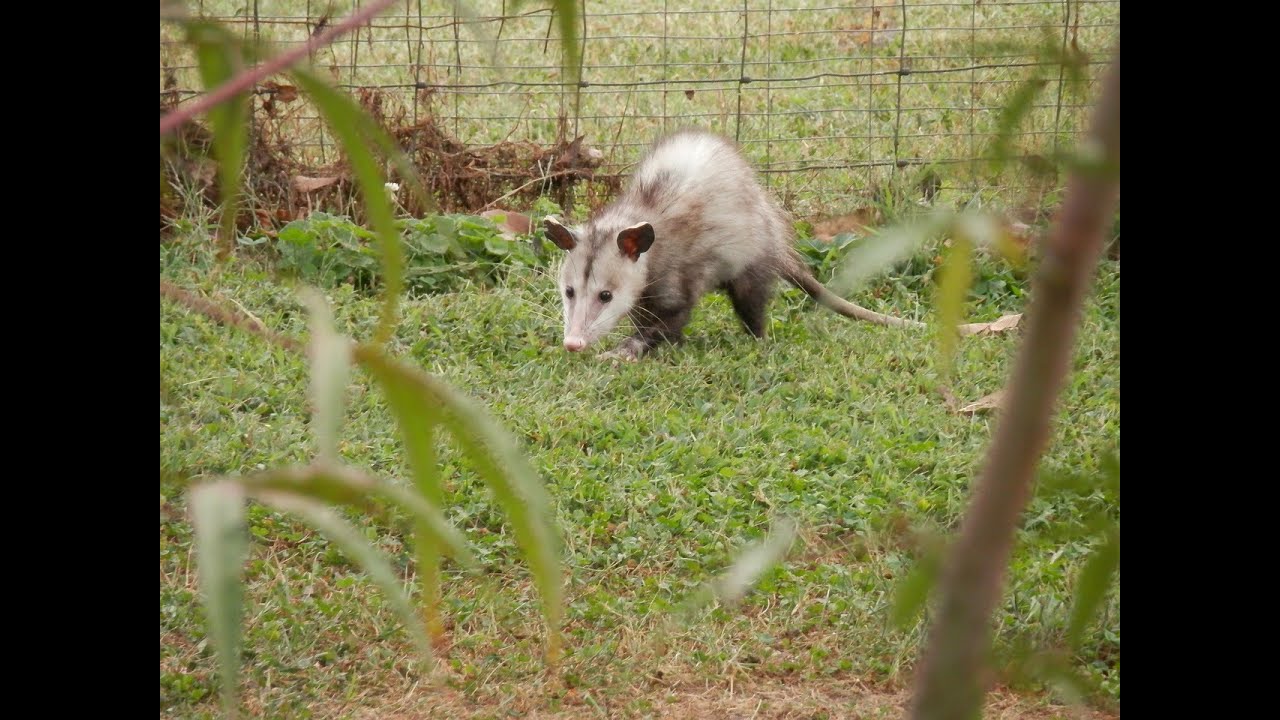 HUNTING for MANICOU/OPOSSUM and IGUANAS. Level 2 hunting in trinidad