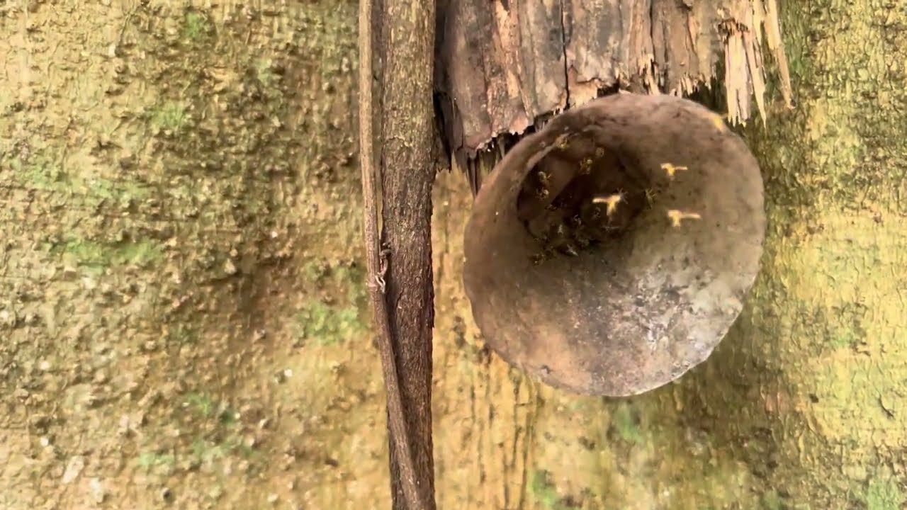 Revisão de iscas Abelhas sem Ferrão! Terceira revisão do canal com muitas capturas de jataí!