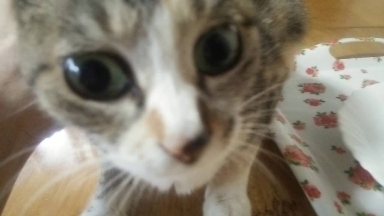 甘えんぼネネ116（　愛猫と朝の鼻キッス　） - YouTube