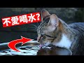 5個能讓貓多喝水的小技巧，你知道幾個？【養貓必看EP1】