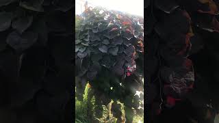 Ruby Falls RedBud Tree