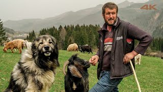 Shepherd Yakup's Love of Sheep and Goat (Fury Dog Karabaş) | Documentary ▫️4K▫️