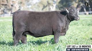 LOT 162: ASCOT ELA W377