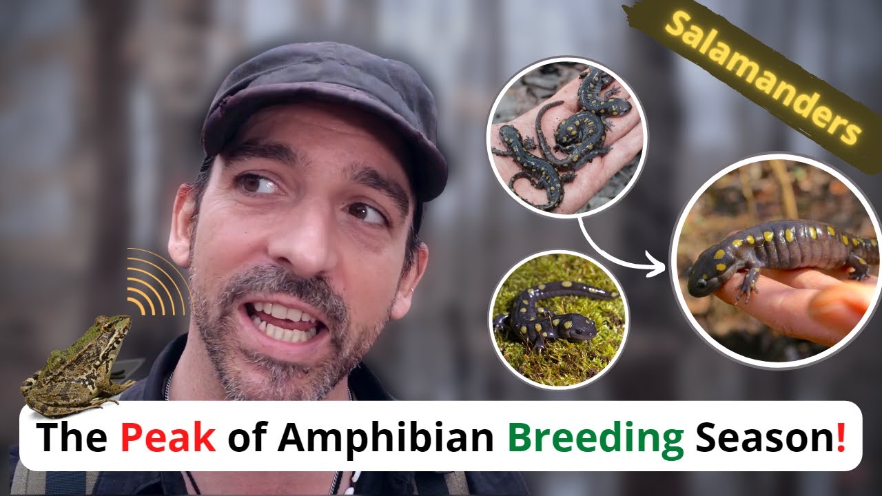 The Peak Of Amphibian Breeding Season Youtube