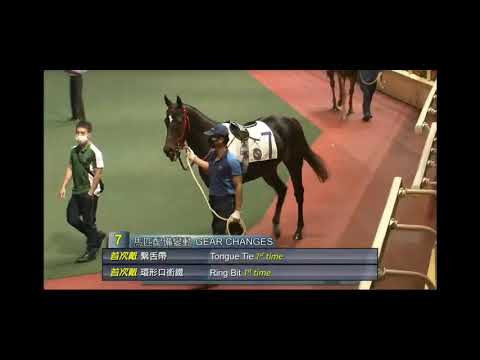 2020 11 11 Happy Valley 快活谷 paddock 沙圈動態 Race 5 第五場  1 神州俊馬 3 好好彩彩 5 福滿寶 4 正本雄心