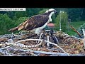 ~Dunrovin Osprey Nest - Rybołowy - Złota , żywa rybka na śniadanie ~