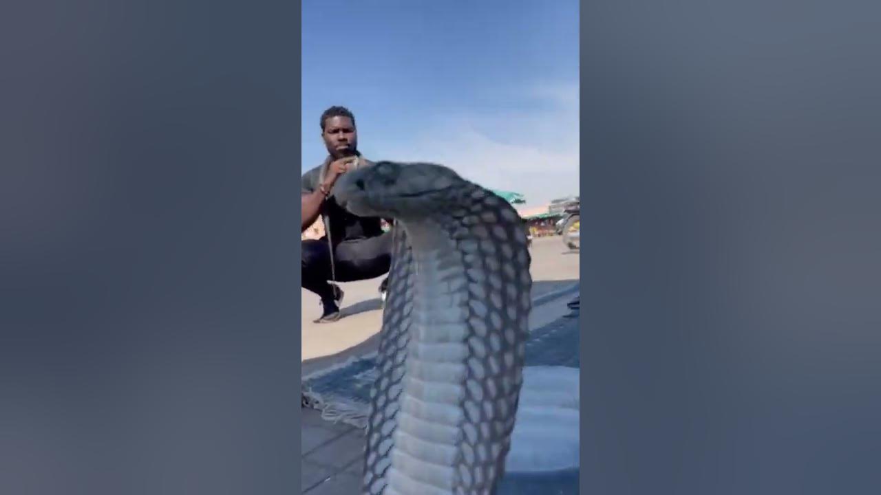 Snake 🐍 Charming in Marrakech . Are you afraid ?