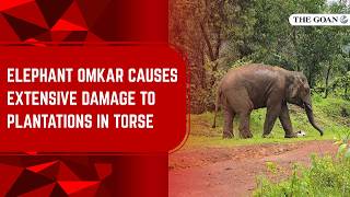 Elephant Omkar causes extensive damage to plantations in Torse