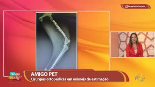 Quais os cuidados com os animais de estimação na recuperação de cirurgias ortopédicas
