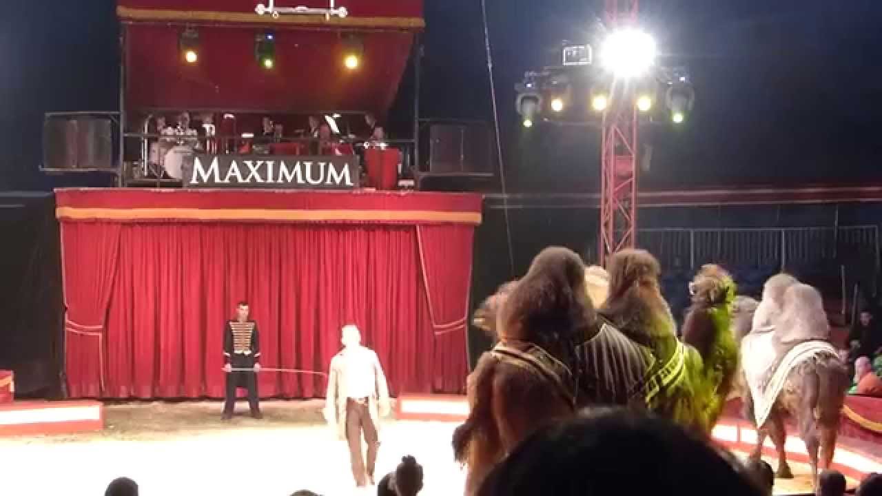 Kameler och åsnor på Cirkus Maximum 2015.Cirkus Maximum djurpotpurri-AntonFrank