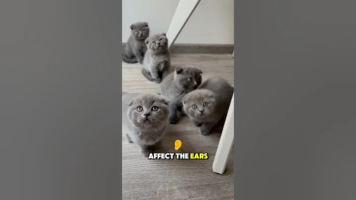 Watch the video about Before You Get a Scottish Fold Cat, Watch This First