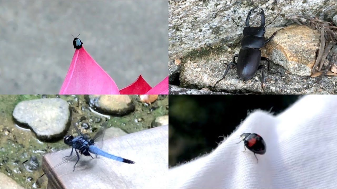 昆虫特集】 日本全国の神社仏閣で見かけた神使の動物シリーズ カマキリ