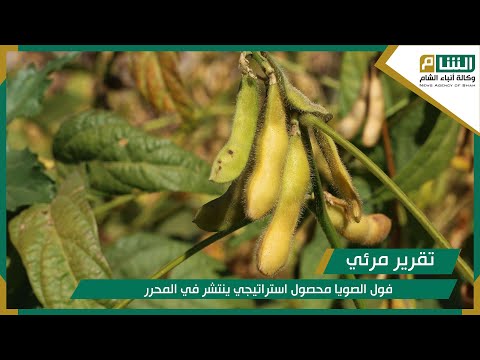فول الصويا محصول استراتيجي ينتشر في المحرر