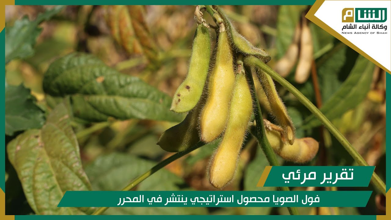 فول الصويا محصول استراتيجي ينتشر في المحرر